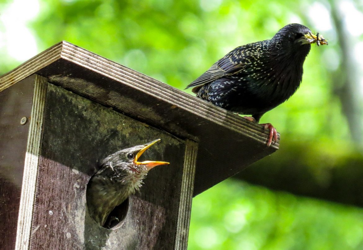 Budki Lęgowe dla Ptaków i Karmniki w Naszych Ogrodach – Jak i Gdzie Umiejscowić, aby Zachęcić Ptaki do Odwiedzin