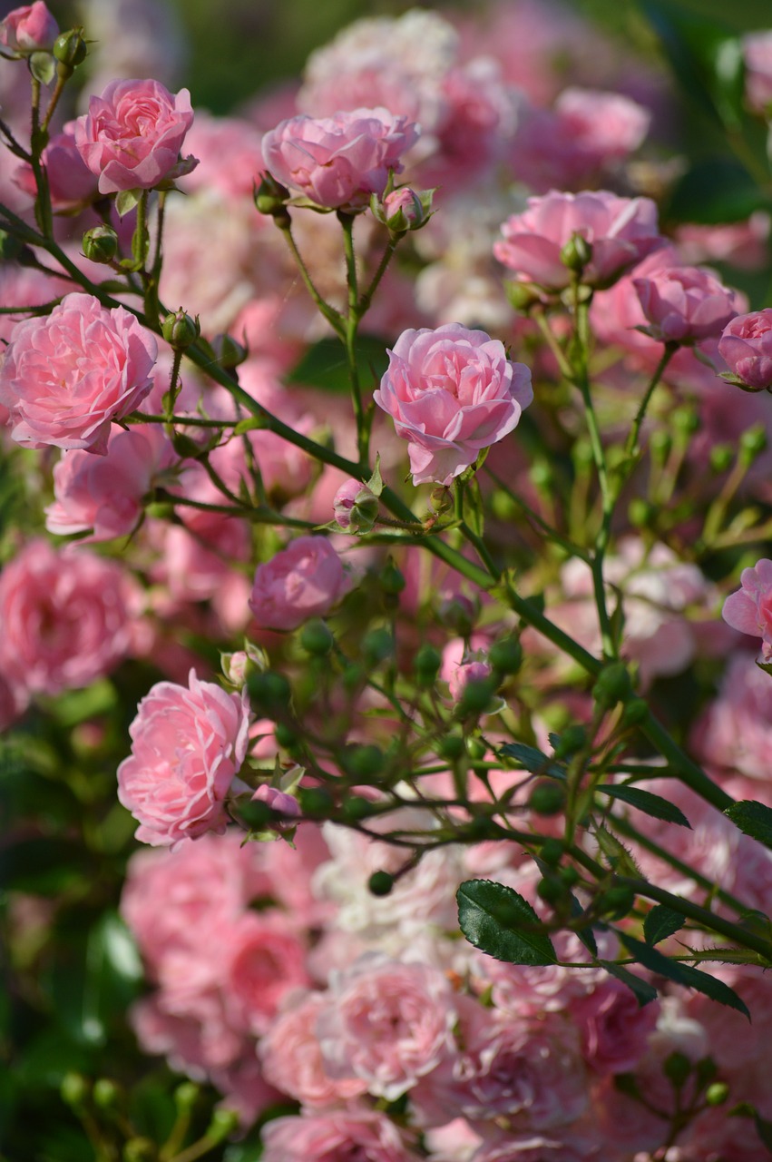 Czy W Kwietniu Możemy Nawozić Róże Okrywowe Doniczkowe? Jaką Dawką i Jakiego Nawozu Powinniśmy Użyć?